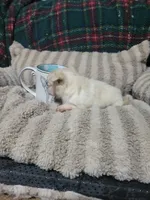 Timothy , a male Chihuahua for sale in Sevierville, TN – 3 of 8