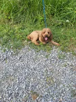 Red, a male Poodle - Miniature  for sale in Sevierville, TN – 9 of 9