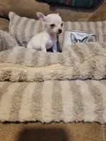 Oscar, a male Chihuahua for sale in Sevierville, TN – 4 of 9