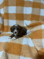 Sammy , a male Cavapoo for sale in Sevierville, TN – 3 of 5