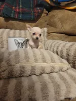 Otitis , a male Chihuahua for sale in Sevierville, TN – 2 of 9