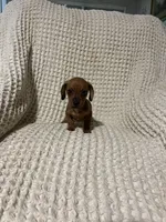 Dan, a male Miniature Dachshund for sale in Sevierville, TN – 2 of 4