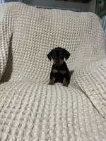 Wesly , a male Miniature Dachshund for sale in Sevierville, TN – 4 of 4