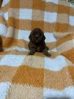 Sugar , a female Cavapoo for sale in Sevierville, TN – 1 of 5
