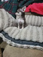 Dolly, a female Chihuahua for sale in Sevierville, TN – 7 of 8