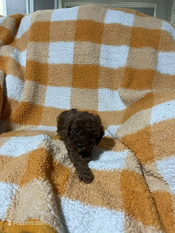 Samantha  – Cavapoo puppy for sale in Sevierville, TN