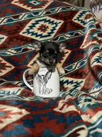 Dolly, a female Chihuahua for sale in Sevierville, TN – 2 of 5