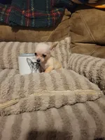 Otitis , a male Chihuahua for sale in Sevierville, TN – 5 of 9