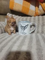 Peanut, a male Chihuahua for sale in Sevierville, TN – 4 of 10