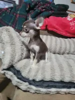 Dolly, a female Chihuahua for sale in Sevierville, TN – 4 of 8