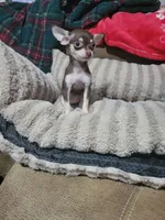 Dolly, a female Chihuahua for sale in Sevierville, TN – 2 of 8