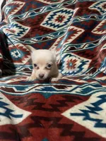 Dallas, a male Chihuahua for sale in Sevierville, TN – 2 of 5