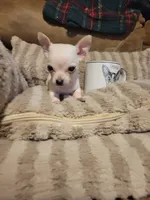 Oscar, a male Chihuahua for sale in Sevierville, TN – 1 of 9