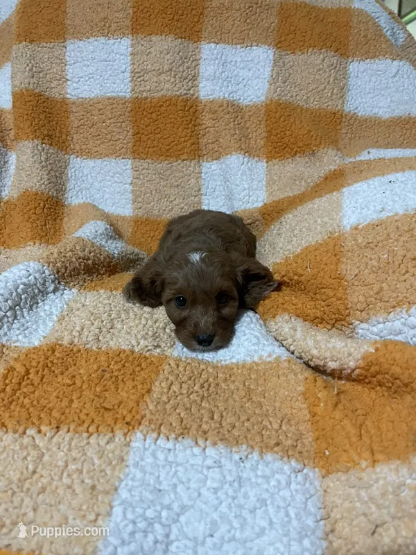 Saul – Cavapoo puppy for sale in Sevierville, TN