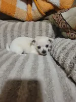 Poppy, a female Chihuahua for sale in Sevierville, TN – 7 of 10