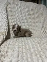 Eric, a male Cockapoo for sale in Sevierville, TN – 2 of 4
