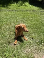 Oscar , a male Miniature Dachshund for sale in Sevierville, TN – 4 of 7