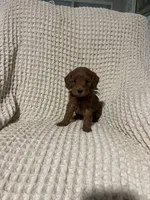 Sally, a female Miniature Goldendoodle for sale in Sevierville, TN – 3 of 4