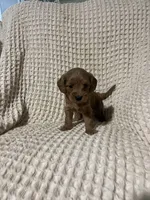 Sallie, a female Miniature Goldendoodle for sale in Sevierville, TN – 5 of 5