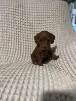 Sally, a female Miniature Goldendoodle for sale in Sevierville, TN – 2 of 4