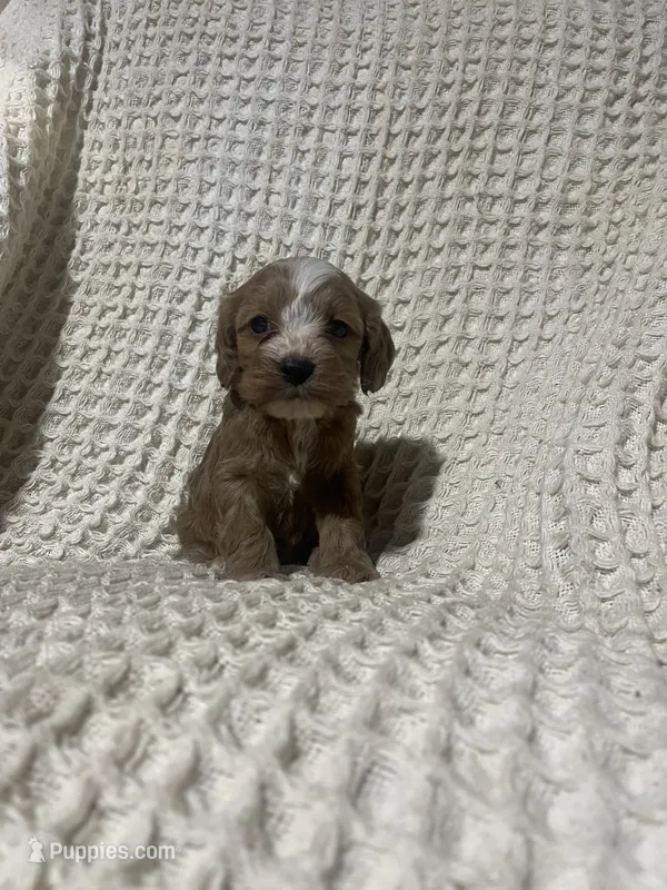 Easton, a male Cockapoo for sale in Sevierville, TN – 1 of 4
