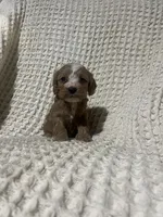 Easton, a male Cockapoo for sale in Sevierville, TN – 1 of 4