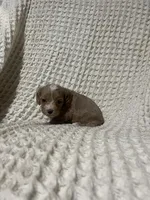 Elliot , a male Cockapoo for sale in Sevierville, TN – 3 of 4