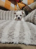 Poppy, a female Chihuahua for sale in Sevierville, TN – 9 of 10