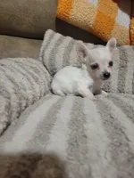 Peter, a male Chihuahua for sale in Sevierville, TN – 8 of 10
