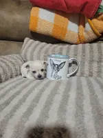 Poppy, a female Chihuahua for sale in Sevierville, TN – 6 of 10