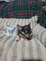 Tinker bell, a female Chihuahua for sale in Sevierville, TN – 9 of 9