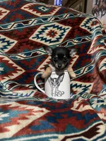 Dolly, a female Chihuahua for sale in Sevierville, TN – 4 of 5