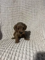 Sallie, a female Miniature Goldendoodle for sale in Sevierville, TN – 4 of 5