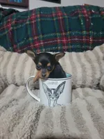 Tinker bell, a female Chihuahua for sale in Sevierville, TN – 3 of 9