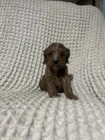 Ethan, a male Cockapoo for sale in Sevierville, TN – 2 of 4