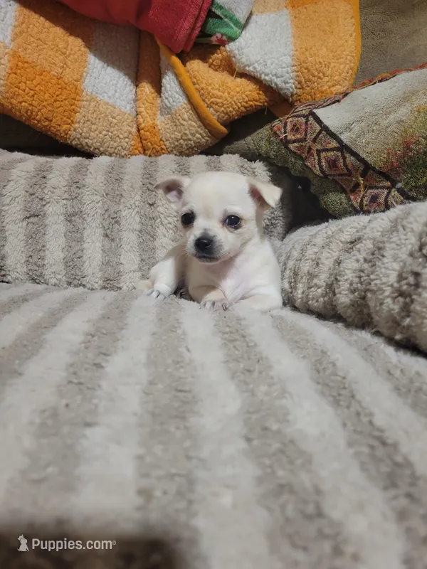 Poppy – Chihuahua puppy for sale in Sevierville, TN