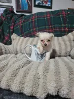 Timothy , a male Chihuahua for sale in Sevierville, TN – 2 of 8