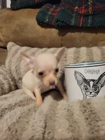 Dolly, a female Chihuahua for sale in Sevierville, TN – 4 of 9