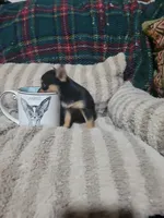 Tinker bell, a female Chihuahua for sale in Sevierville, TN – 8 of 9