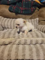 Oliver , a male Chihuahua for sale in Sevierville, TN – 5 of 8