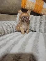 Peanut, a male Chihuahua for sale in Sevierville, TN – 5 of 10