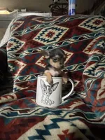 Daisy , a female Chihuahua for sale in Sevierville, TN – 8 of 8