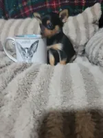 Tinker bell, a female Chihuahua for sale in Sevierville, TN – 5 of 9