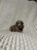 Elliot , a male Cockapoo for sale in Sevierville, TN – 2 of 4