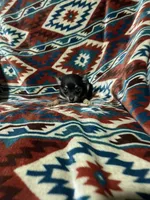 Dolly, a female Chihuahua for sale in Sevierville, TN – 3 of 5
