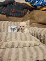 Oliver , a male Chihuahua for sale in Sevierville, TN – 2 of 8