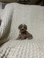 Ellie, a female Cockapoo for sale in Sevierville, TN – 4 of 4