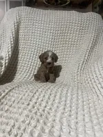 Easton, a male Cockapoo for sale in Sevierville, TN – 3 of 4