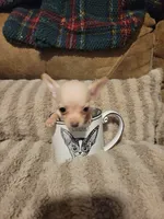 Dolly, a female Chihuahua for sale in Sevierville, TN – 2 of 9