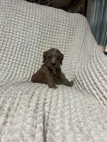 Ethan, a male Cockapoo for sale in Sevierville, TN – 4 of 4